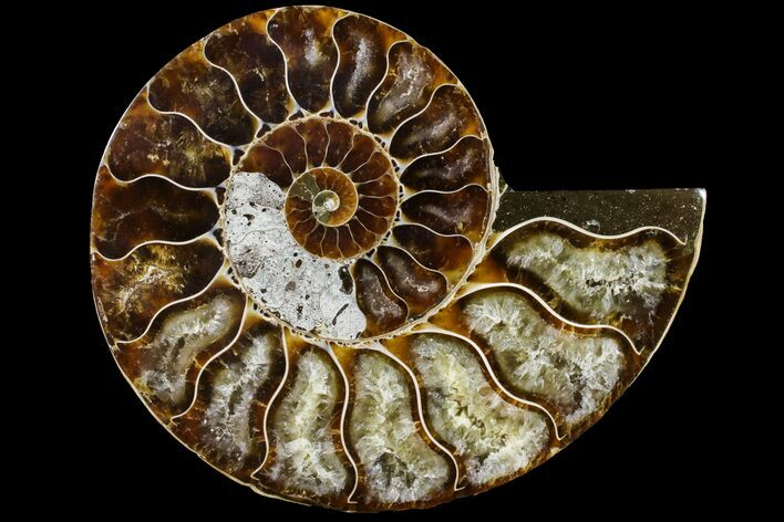 Cut & Polished Ammonite Fossil (Half) - Agate Replaced #146202